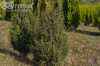 Можжевельник обыкновенный Suecica
