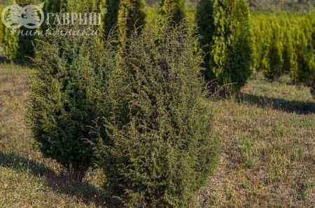 Купить можжевельник обыкновенный suecica деревья и растения