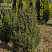 Купить можжевельник обыкновенный suecica деревья и растения