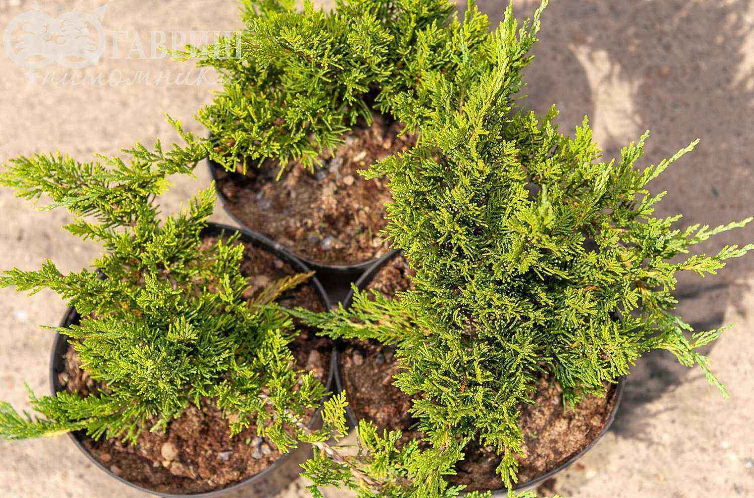 Можжевельник казацкий Tamariscifolia