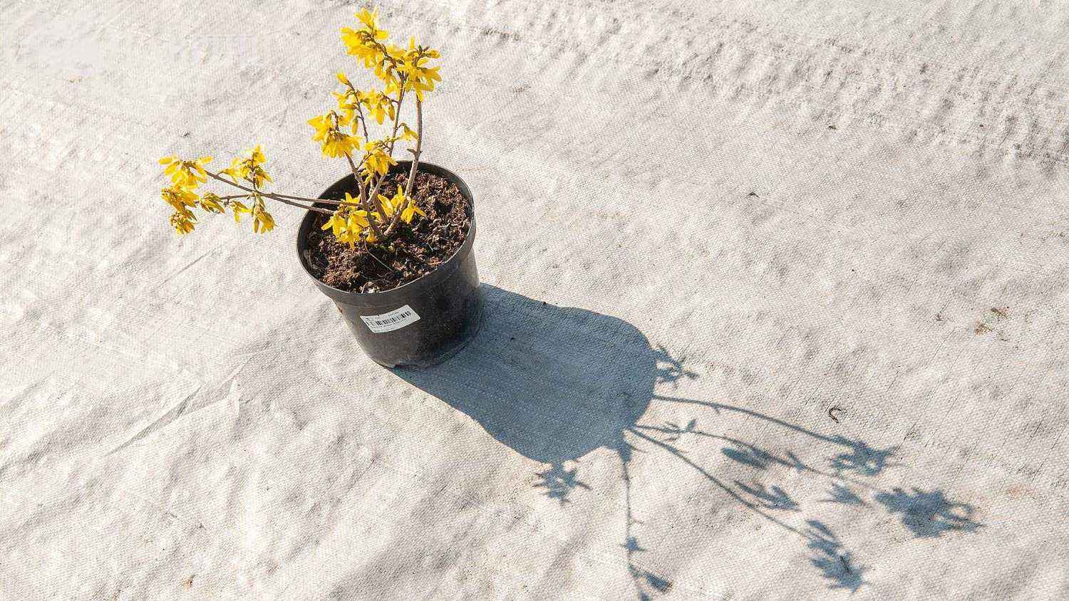 Форзиция средняя Lynwood