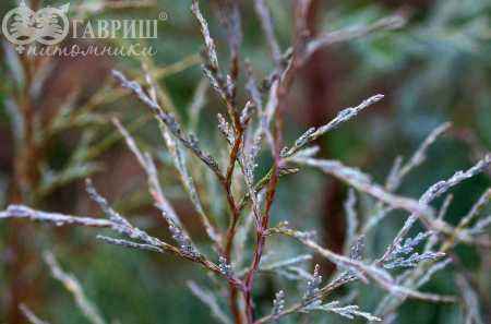 Купить можжевельник скальный pathfinder деревья и растения