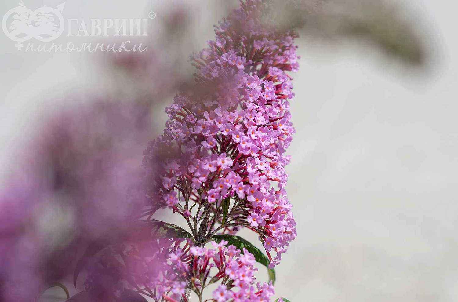 Буддлея Давида Pink Delight