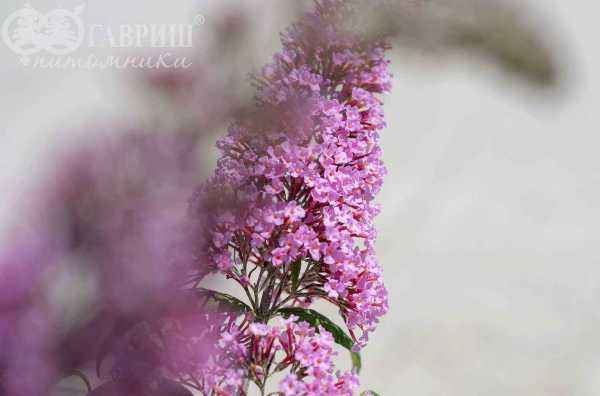 саженцы Буддлея Давида Pink Delight