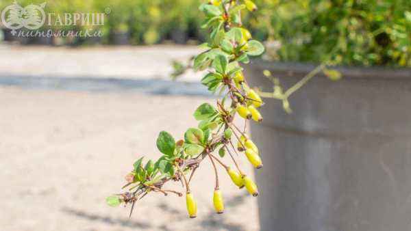саженцы Барбарис Тунберга Green Carpet