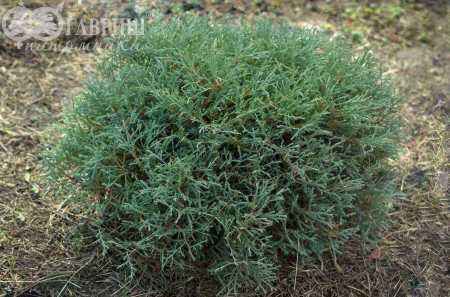 Купить туя западная mr.bowling ball деревья и растения