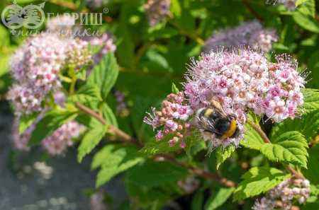 саженцы Спирея японская Little Princess