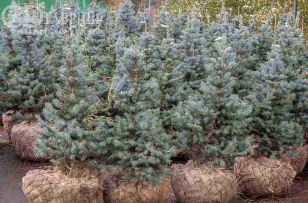 Купить ель колючая fat albert деревья и растения