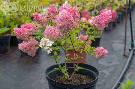 саженцы Гортензия метельчатая Grandiflora