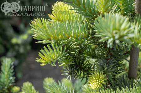 Купить ель колючая  blue mountain деревья и растения