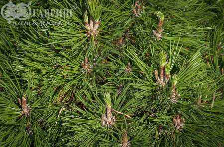 Купить сосна горная varella деревья и растения