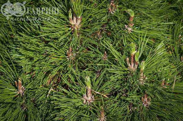 Купить сосна горная varella деревья и растения