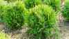 Купить туя западная golden globe деревья и растения