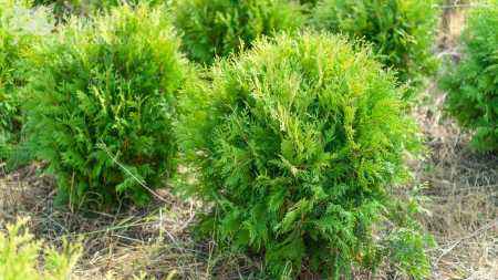 Купить туя западная golden globe деревья и растения