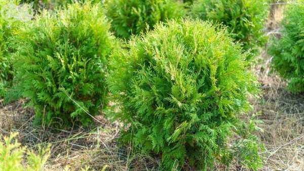 Купить туя западная golden globe деревья и растения