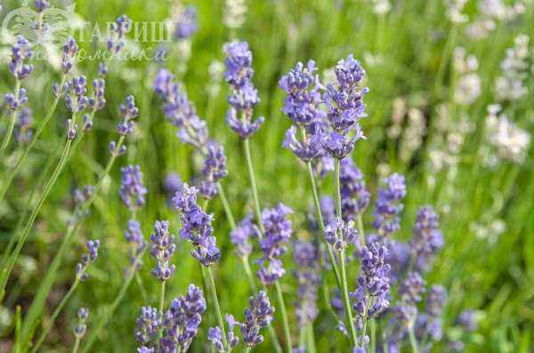 саженцы Лаванда узколистная Hidcote (Hidcote Blue)