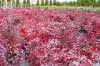 саженцы Барбарис Тунберга Atropurpurea