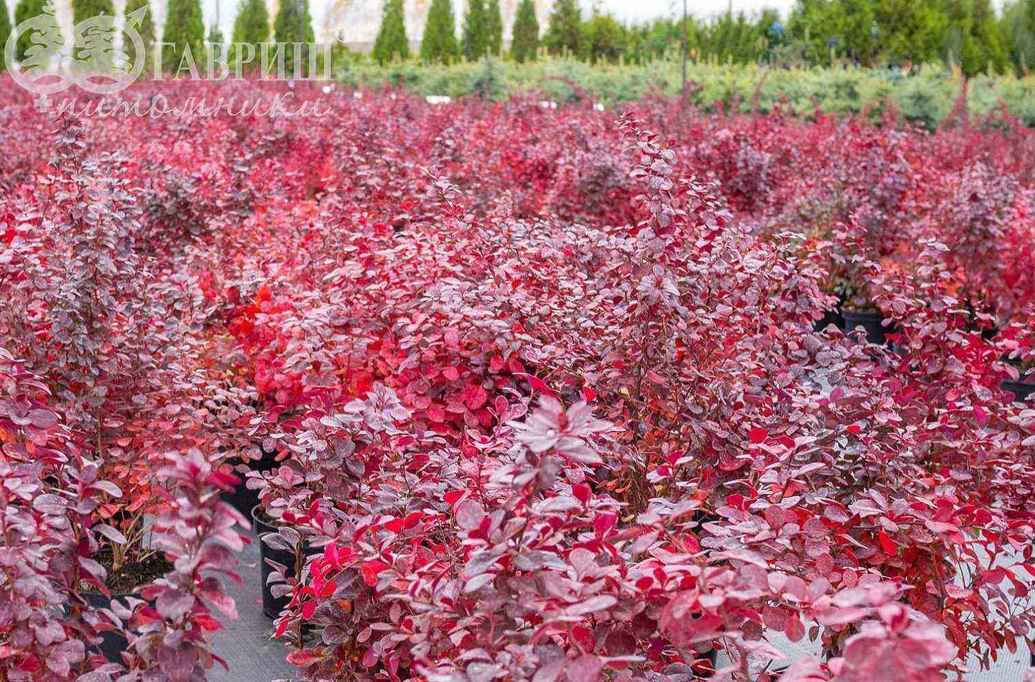 Барбарис Тунберга Atropurpurea