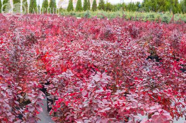 саженцы Барбарис Тунберга Atropurpurea