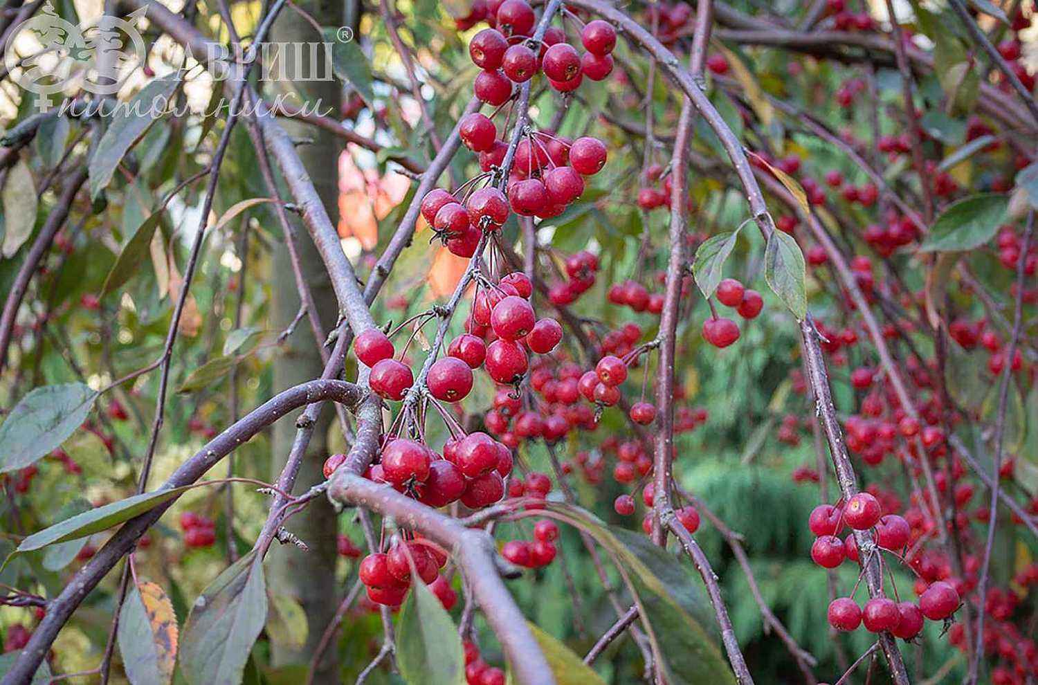 Яблоня Royal Beauty