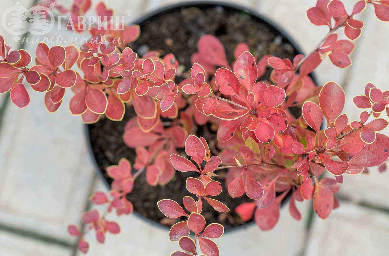 Барбарис Тунберга Red Carpet