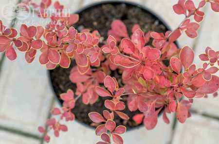 саженцы Барбарис Тунберга Red Carpet