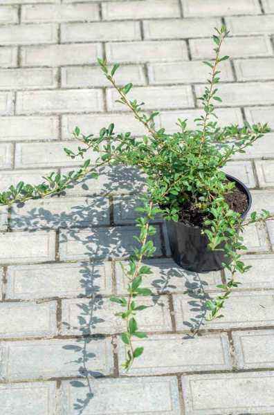 саженцы Кизильник Даммера Eichholz