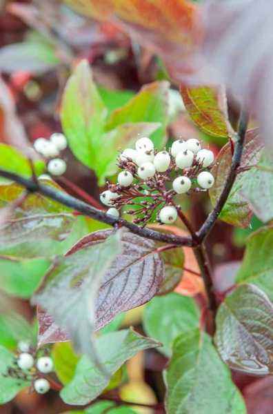 саженцы Дерен белый Kesselringii