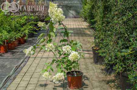 саженцы Гортензия метельчатая Grandiflora