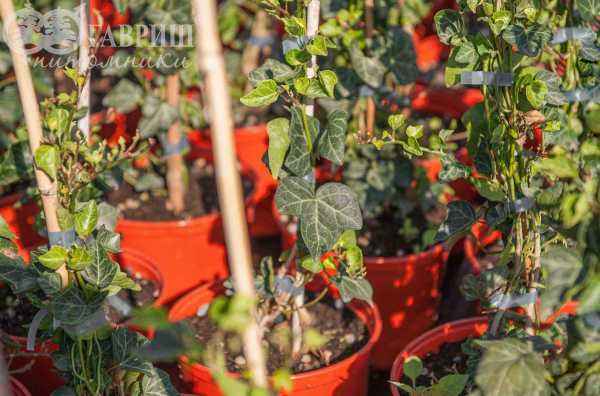 саженцы Плющ обыкновенный