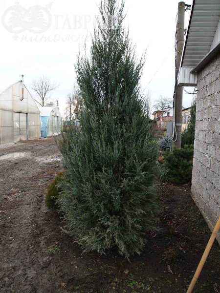 Купить можжевельник скальный skyrocket деревья и растения