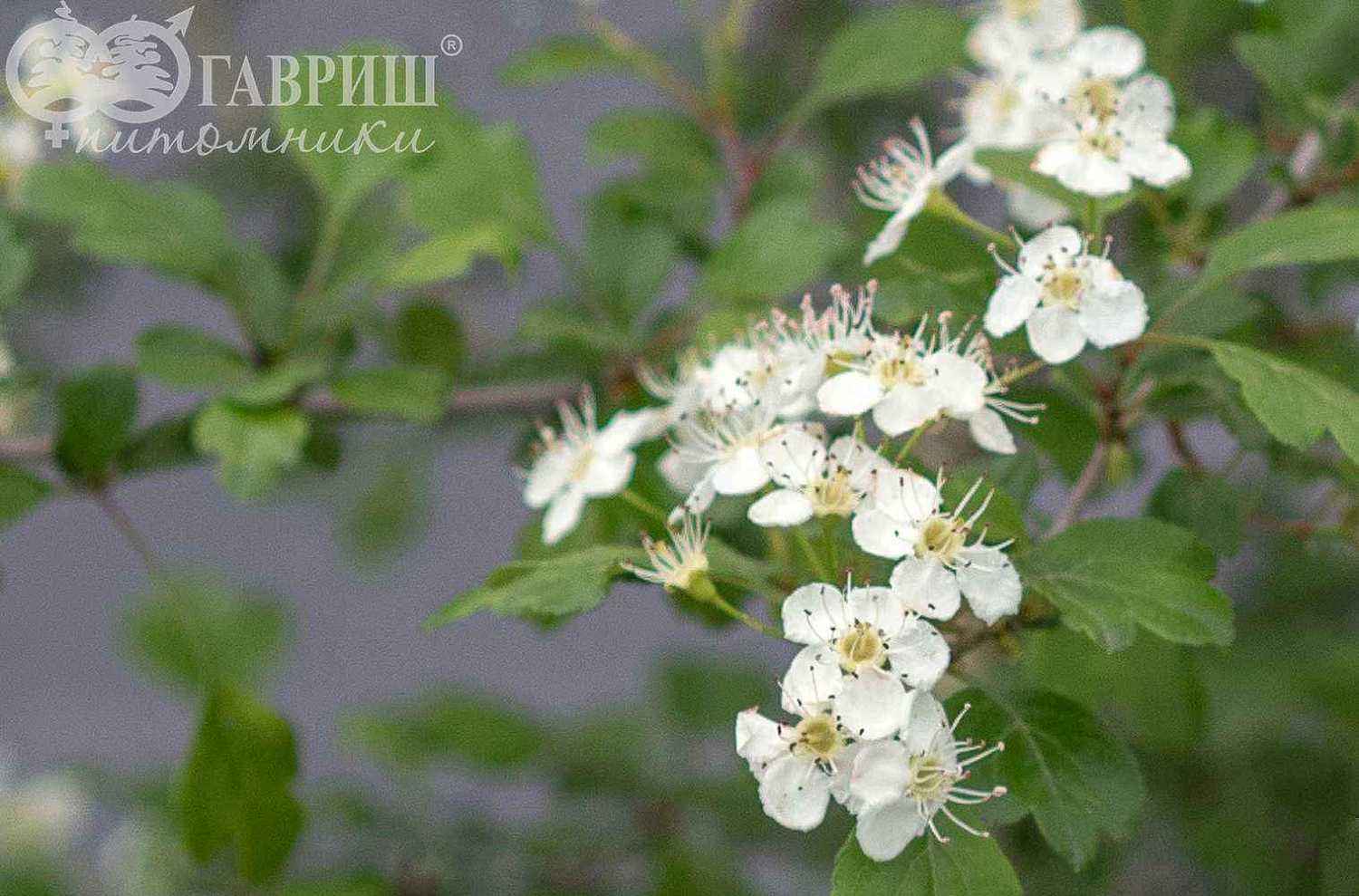 Боярышник обыкновенный (колючий)