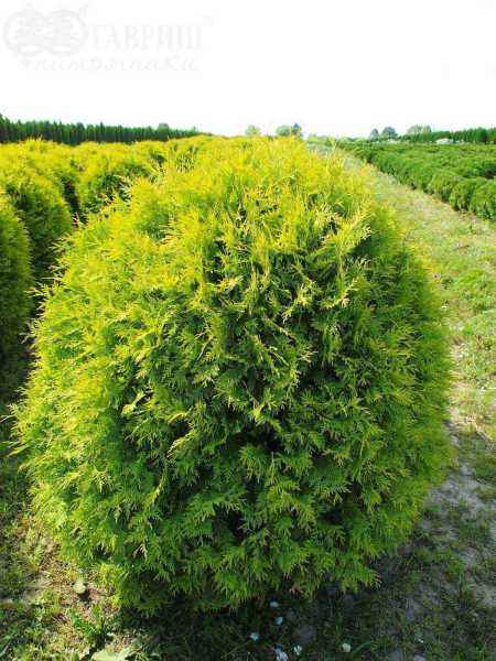 Купить туя западная golden globe деревья и растения