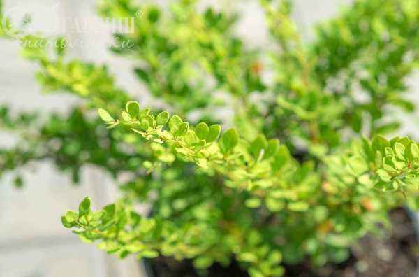 саженцы Барбарис Тунберга Green Ornament