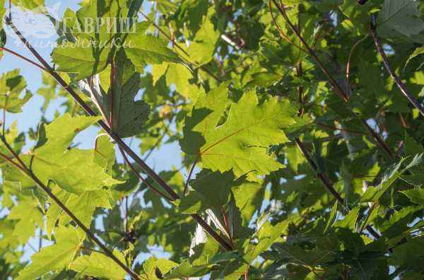 Саженцы клён красный fairview flame