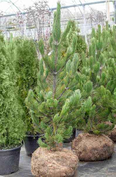 Купить сосна боснийская (гельдрейха) satellit деревья и растения