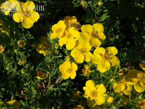 саженцы Лапчатка кустарниковая Goldfinger