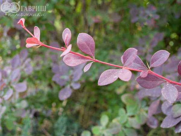 саженцы Барбарис оттавский Auricoma