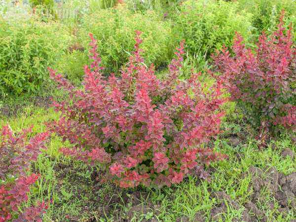 саженцы Барбарис Тунберга Coronita