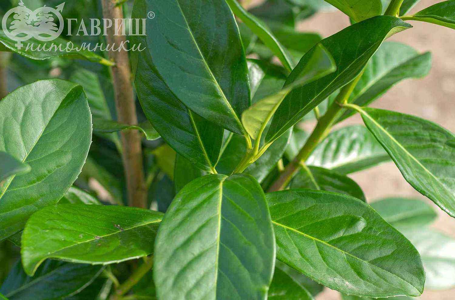 Лавровишня