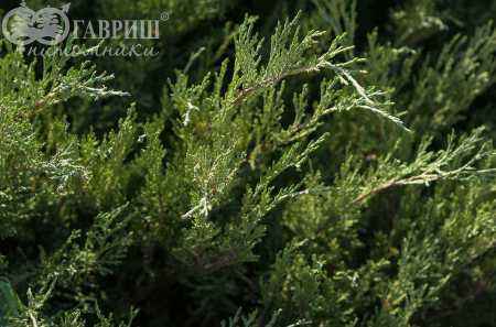 Купить можжевельник казацкий mas деревья и растения