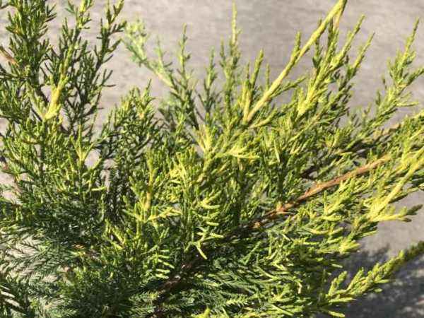 Купить можжевельник китайский kuriwao gold деревья и растения
