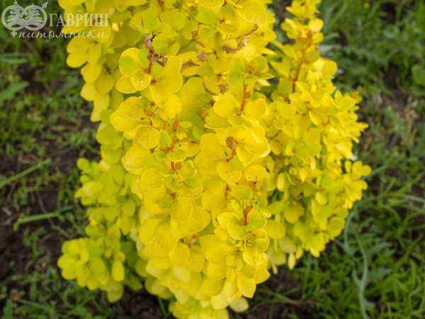 саженцы Барбарис Тунберга Maria