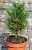 Купить сосна тунберга sayonara деревья и растения