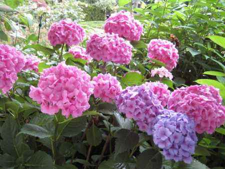 саженцы Гортензия крупнолистная Bouquet Rose