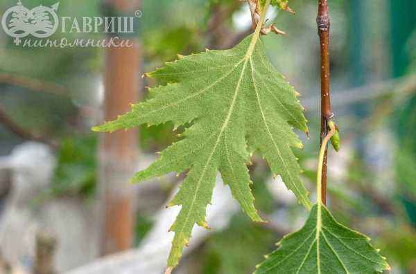 Саженцы береза плакучая laciniata (var. dalecarlica )
