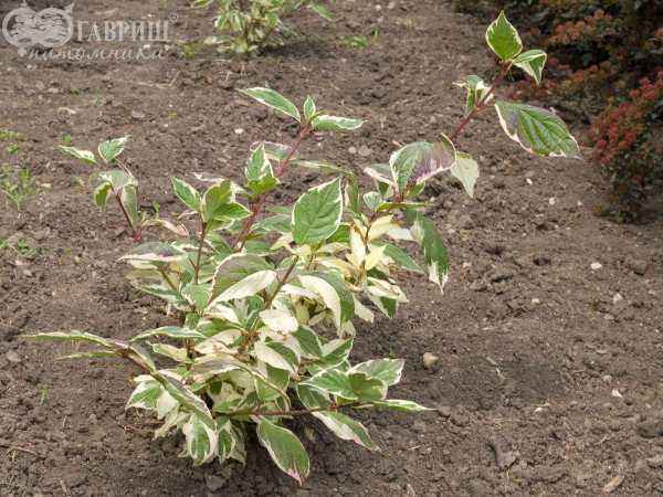 саженцы Дерен белый Sibirica Variegata