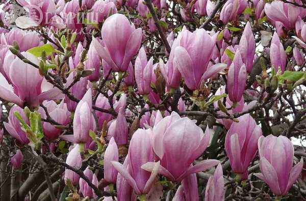 Саженцы магнолия x soulangeana alexandrina