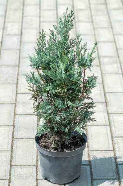 Купить кипарисовик лавсона columnaris (columnaris glauca) деревья и растения