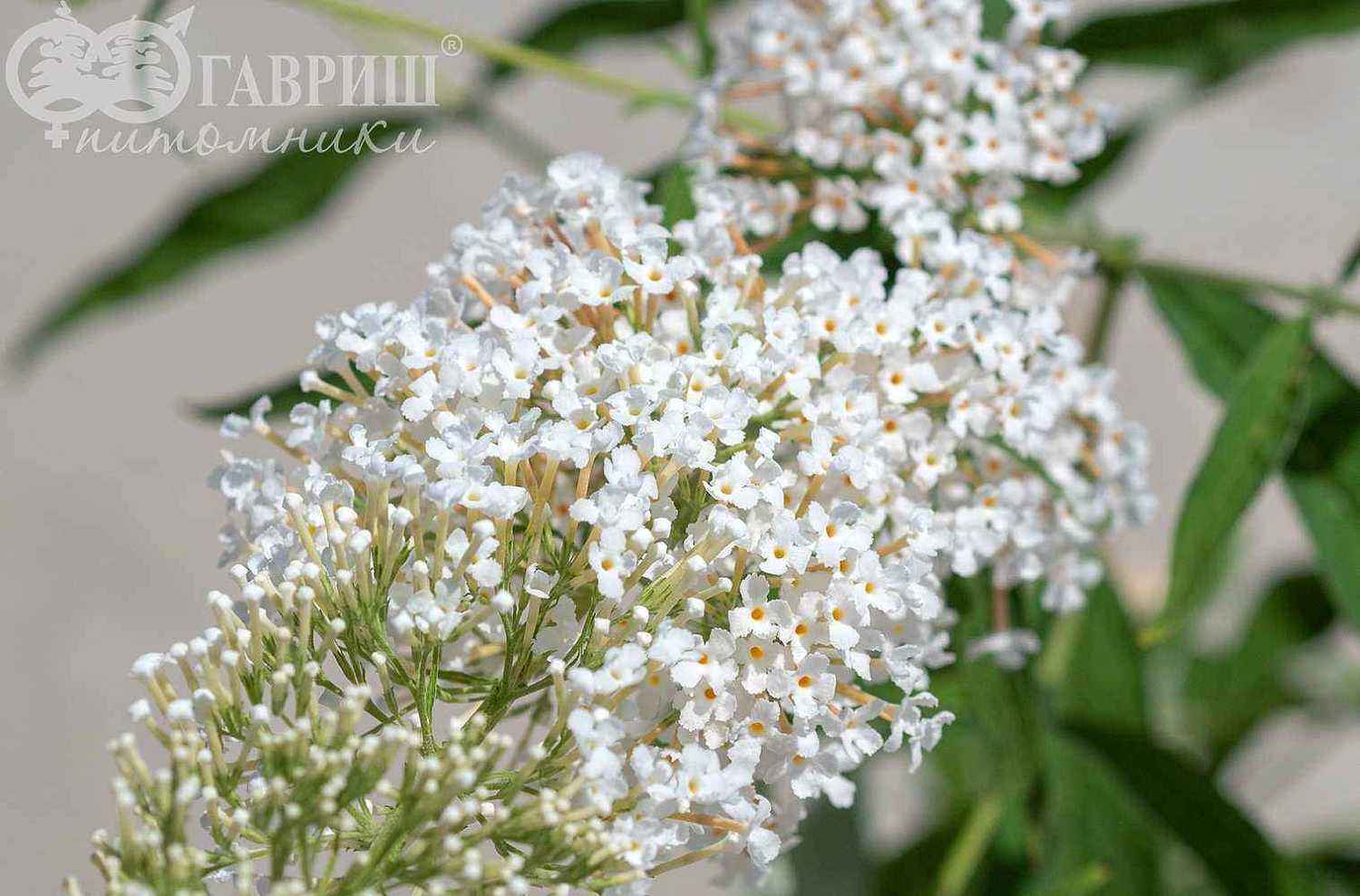 Буддлея Давида White Ball